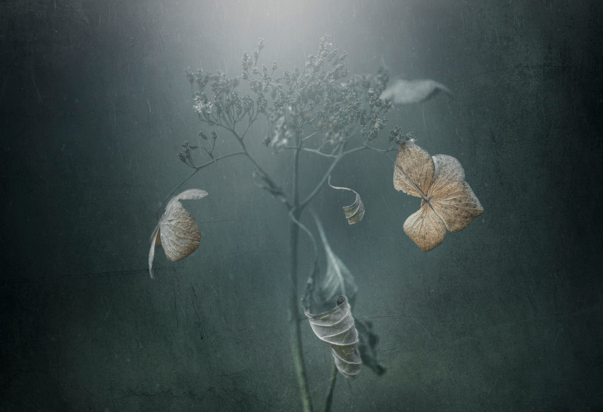 Withe hydrangea Poster och Canvastavla
