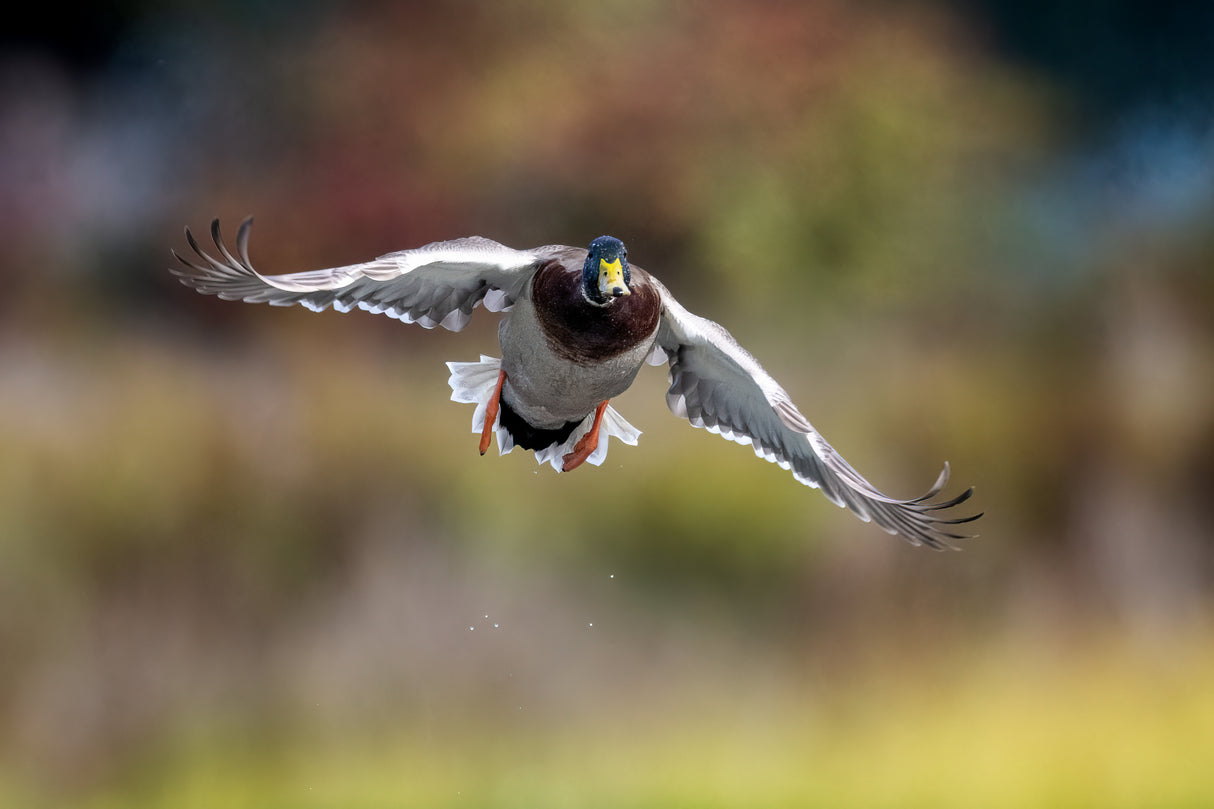 Mallard Poster och Canvastavla