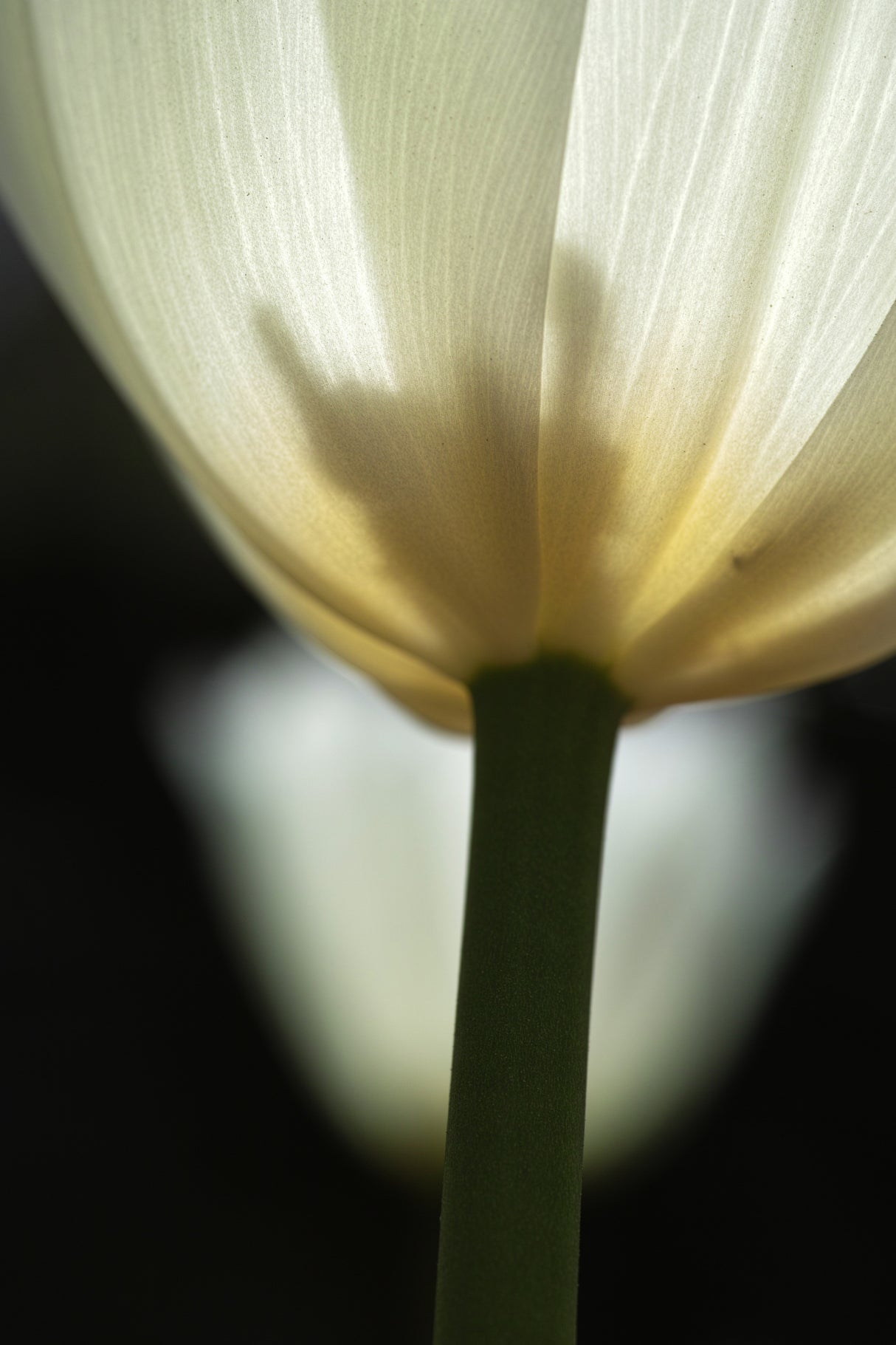 white tulip close up Poster och Canvastavla