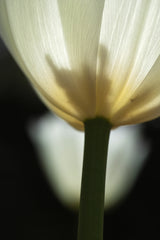 white tulip close up Poster och Canvastavla