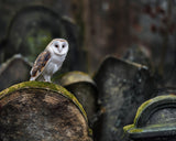 Owl at cemetery Poster och Canvastavla