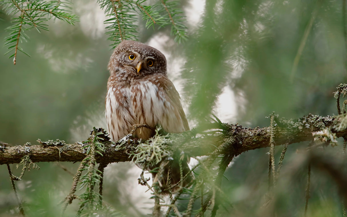 Pygmy Owl Poster och Canvastavla