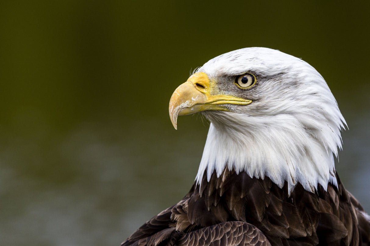 American eagle Poster och Canvastavla