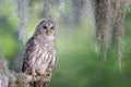 Barred Owl Poster och Canvastavla
