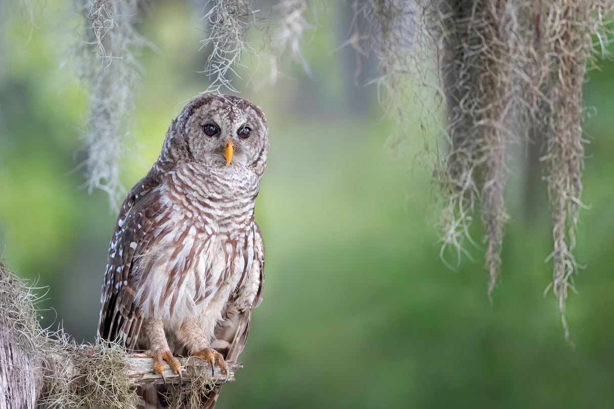 Barred Owl Poster och Canvastavla