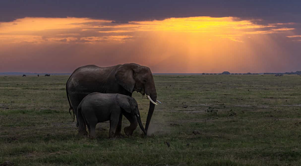 Elephants Poster och Canvastavla