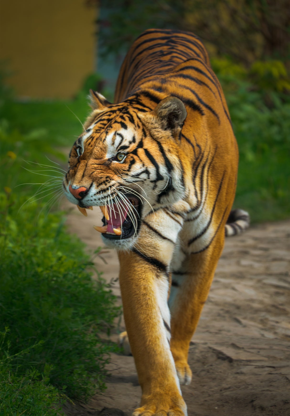 The Ungry Tiger Poster och Canvastavla