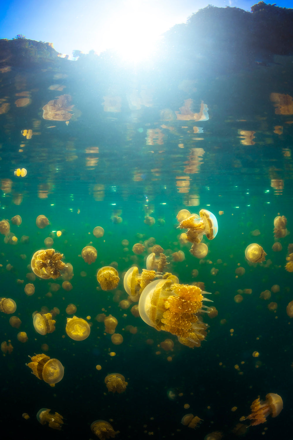 Lenmakana Jellyfish Poster och Canvastavla