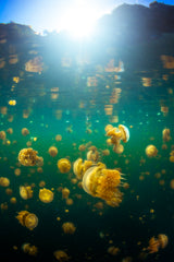 Lenmakana Jellyfish Poster och Canvastavla