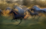 fiery gallop Poster och Canvastavla