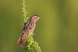 Savannah Sparrow Poster och Canvastavla