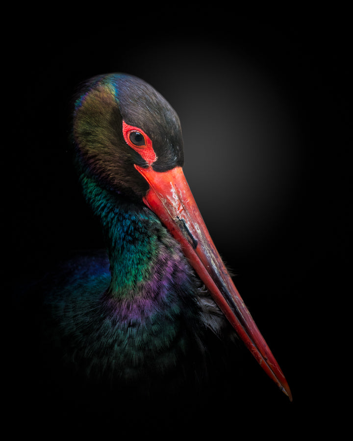 The Black Stork Poster och Canvastavla