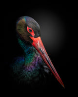 The Black Stork Poster och Canvastavla