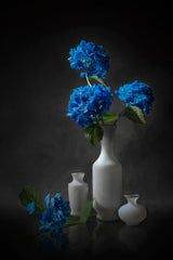 Blue Hydrangea Poster och Canvastavla