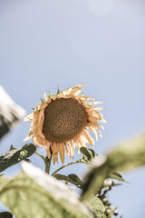 Sun Bloom Poster och Canvastavla
