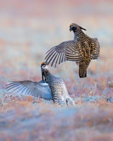 Greater Prairie Chicken-Morning Talking Poster och Canvastavla