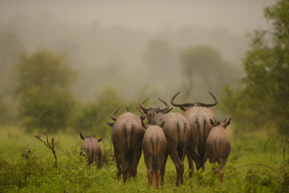 Wildebeest under the rain Poster och Canvastavla