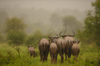 Wildebeest under the rain Poster och Canvastavla