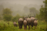 Wildebeest under the rain Poster och Canvastavla
