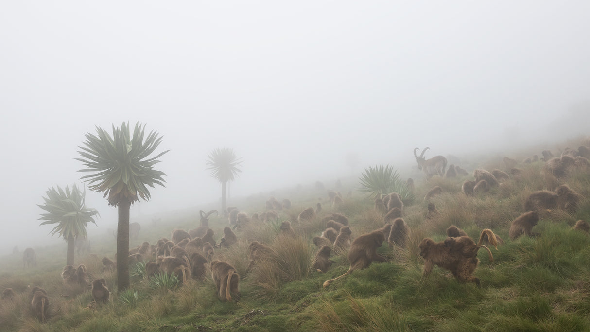 walia ibex into a gelada troop Poster och Canvastavla