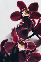 Velvet Orchid Poster och Canvastavla