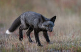 Black Fox Poster och Canvastavla