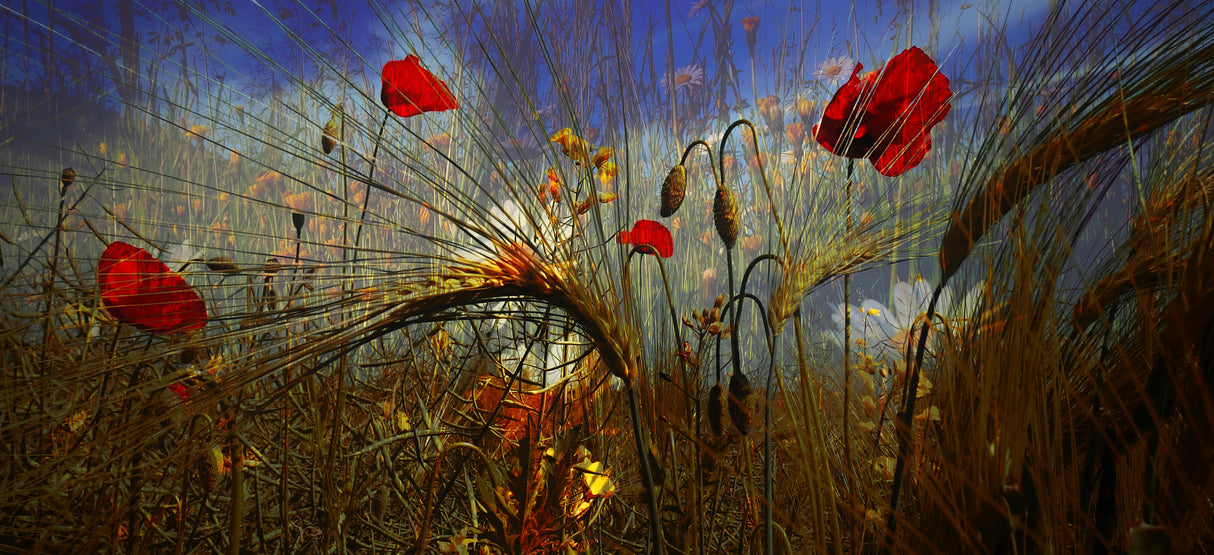 Field Poppy Poster och Canvastavla
