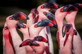 Flamingos Poster och Canvastavla