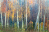 Autumn Poster och Canvastavla