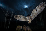 Long eared owl Poster och Canvastavla
