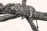 Lady Savannah Poster och Canvastavla