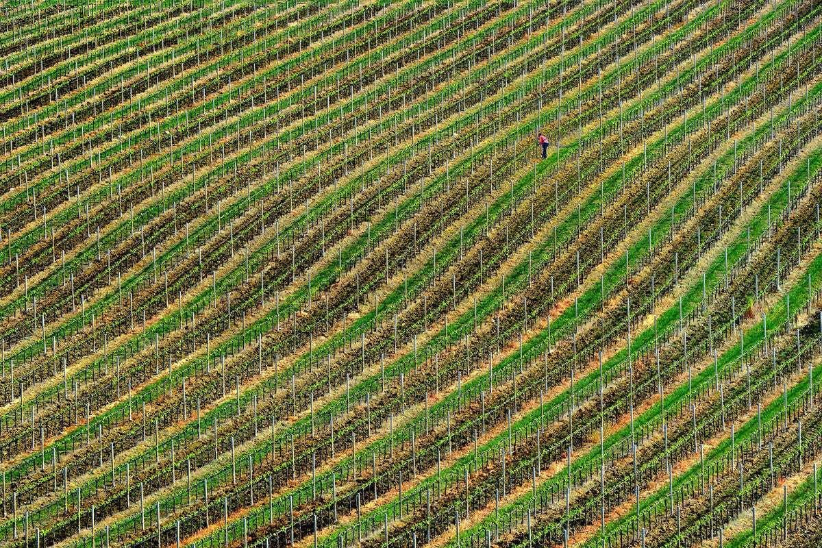 Vineyard Poster och Canvastavla