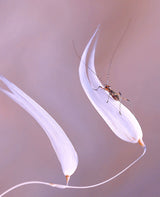 Face to face with the wind... Poster och Canvastavla