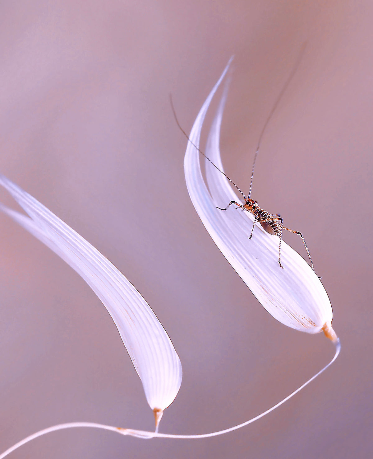 Face to face with the wind... Poster och Canvastavla