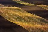 Moravian Tuscany Waves #2 Poster och Canvastavla