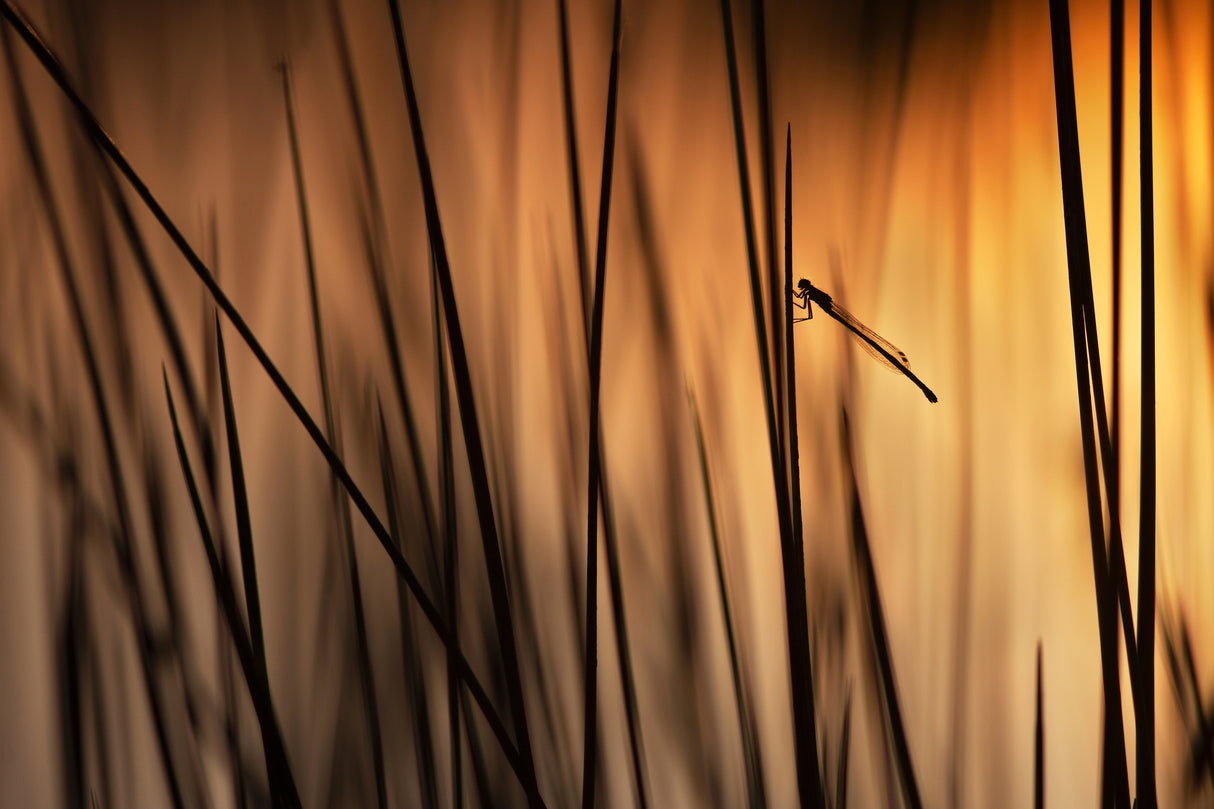 Damsel at sunset Poster och Canvastavla