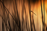 Damsel at sunset Poster och Canvastavla