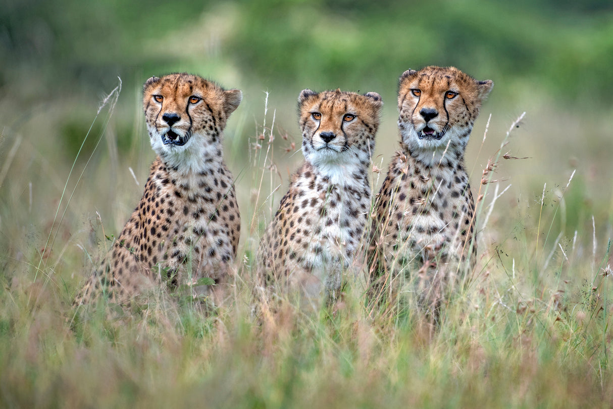 Cheetah cubs Poster och Canvastavla