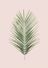 Palm Leaf Blush Poster och Canvastavla