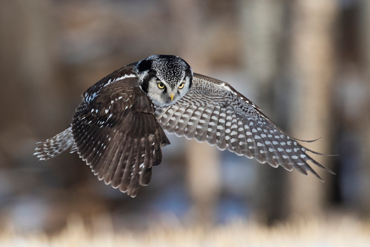 Northern Hawk Owl Hunting, Poster och Canvastavla