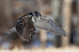 Northern Hawk Owl Hunting, Poster och Canvastavla