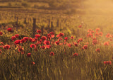 Sunkissed poppy field Poster och Canvastavla