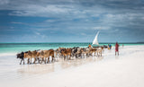 Masai cattle on Zanzibar beach Poster och Canvastavla