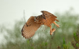 Eagle Owl &amp; Snatch Poster och Canvastavla