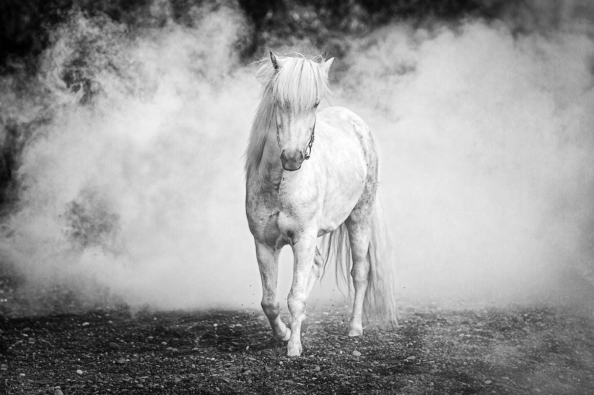 Icelandic pony Poster och Canvastavla