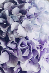 Lovely Hydrangea Poster och Canvastavla