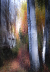 Autumn is coming Poster och Canvastavla