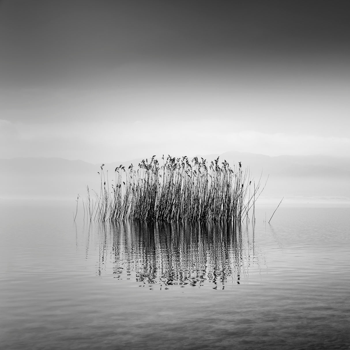 Black and White Silence Poster och Canvastavla
