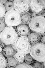Scattered ranunculus grayscale I Poster och Canvastavla