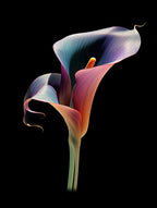 Art Flower 7 Poster och Canvastavla
